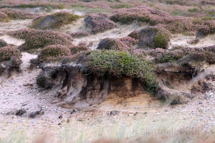 Morsum Kliff 1.jpg - Düne am Morsum Kliff